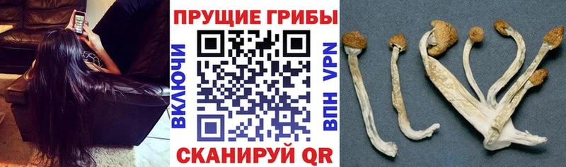 kraken как зайти  купить закладку  Верея  Галлюциногенные грибы Magic Shrooms 